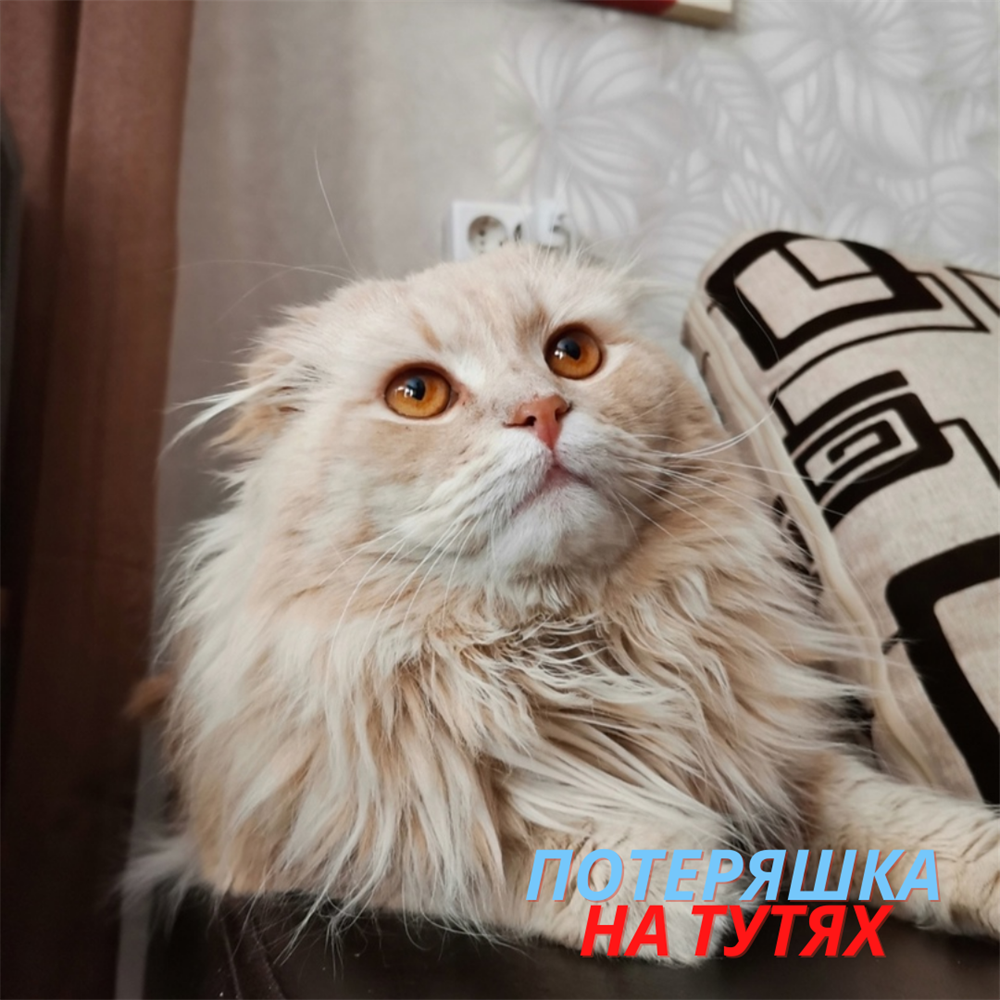 Кот шотландский на Тутях - потерялся!