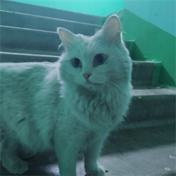 Кошка БЕЛАЯ - фото 10062