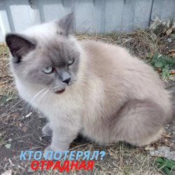Кот на Отрадной - фото 10611