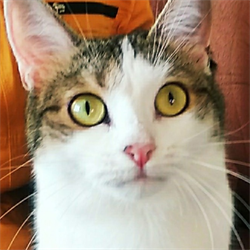 Кошка АЛИКА - фото 10723