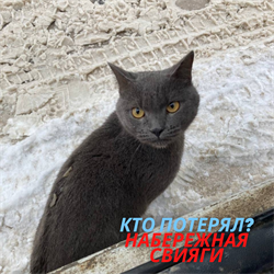 Кот на набережной Свияги - фото 11399