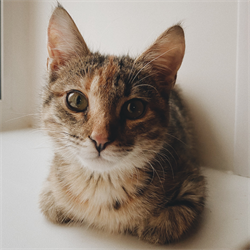 Кошка КИТИ - фото 11617