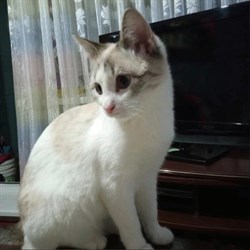 Кошка ДЕВОЧКА - фото 11660