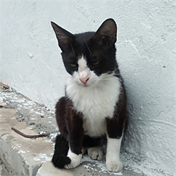 Кошка ГЛАФИРА - фото 13182