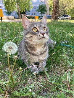 Кошка Мурка в районе посёлка Ленинского - фото 13208