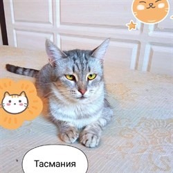 Кошка ТАСМАНИЯ - фото 13343
