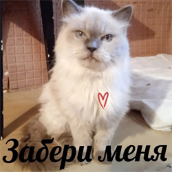 Кошка ЛЁЛЯ - фото 13622