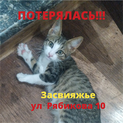 Кошка МИЛА на Рябикова - фото 14008