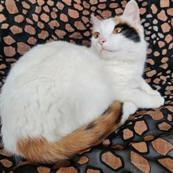Кошка МИШЕЛЬ - фото 14019