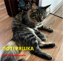 Кот на Тухачевского - фото 15075