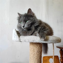 Кошка МИШЕЛЬ - фото 15610