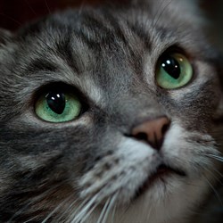 Кошка КАТЮША - фото 15616