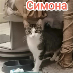 Кошка СИМОНА - фото 15630