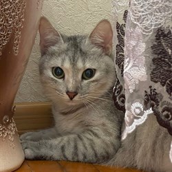 Кошка МУРОЧКА - фото 15708