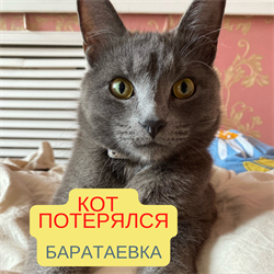 Кот в Баратаевке - фото 15751