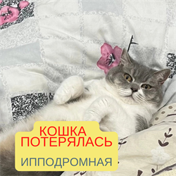Кошка на Ипподромной - фото 15762
