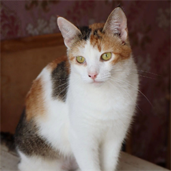 Кошка ЗЛАТОМИРА - фото 15817