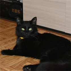 Кошка ЛАГЕРТА - фото 15981