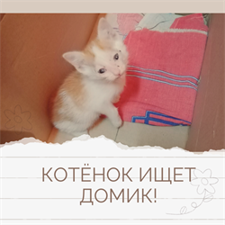 Кот КОТЁНОК - фото 16809