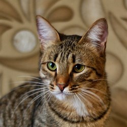 Кошка ТИГРА - фото 5084
