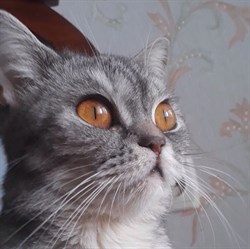 Кошка САБРИНА - фото 5171