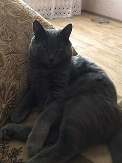 Серый кот на 40 лет Победы - фото 5518