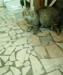 Кот на Пушкарева - фото 5540