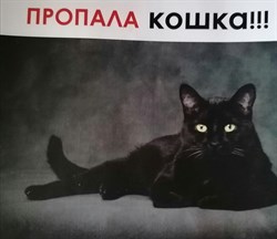 Кошка Сара на Кузоватовской - фото 5734