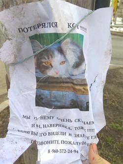 Кот на Казанской - фото 6004