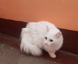 Белая Кошка - фото 6051