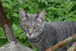 Серый Кот на Ипподромной - фото 6107