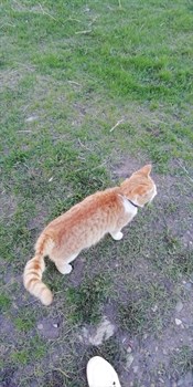 Кот на Отрадной - фото 6176