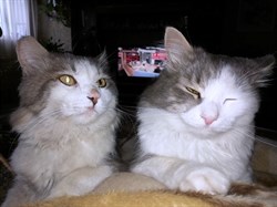 Два кота на Севере - фото 6397