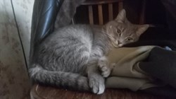 Кошка Анфиса у Волжанки - фото 6401