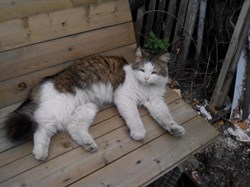 Кот на Мостовой - фото 6431