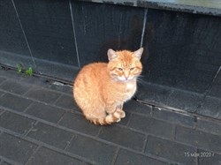 Кот у Солнышка - фото 6435