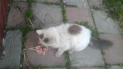 Котенок на Камышинской  - Корунковой - фото 6499