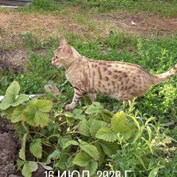Кошка Кити на Кошевого - фото 7371