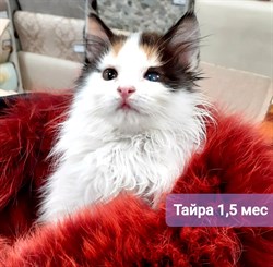 Кошка ТАЙРА - фото 7833