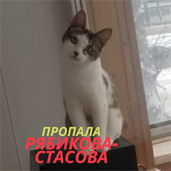 Кошка на Рябикова-Стасова - фото 8835