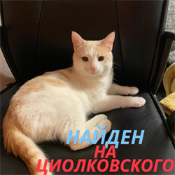 Кот на Циолковского - фото 8919