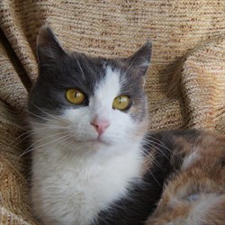 Кошка КСЮША - фото 9028