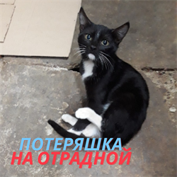 Кошка на Отрадной - фото 9104