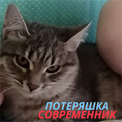 Кошка на Луначарского - фото 9481