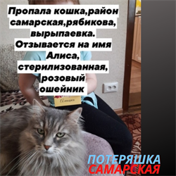 Кошка на Самарской - фото 9671