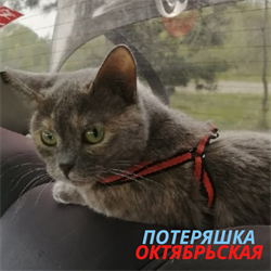 Кошка Даша на Октябрьской - фото 9759