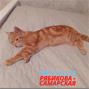 Кот на Самарской-Рябикова
