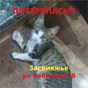 Кошка МИЛА на Рябикова