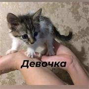 Кошка ДЕВОЧКА