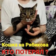 Кошка на ул. Рябикова